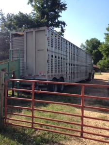 Transporting livestock